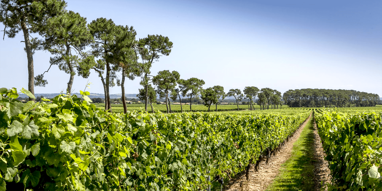 Vignoble-de-fronton-campsas