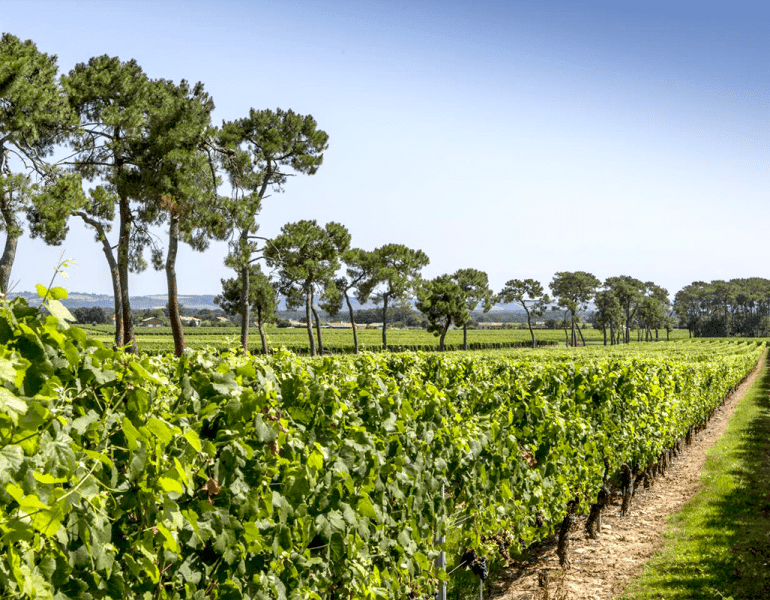 Vignoble-de-fronton-campsas