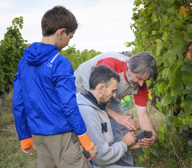 Vendanges touristiques ©Maison des Vins Fronton