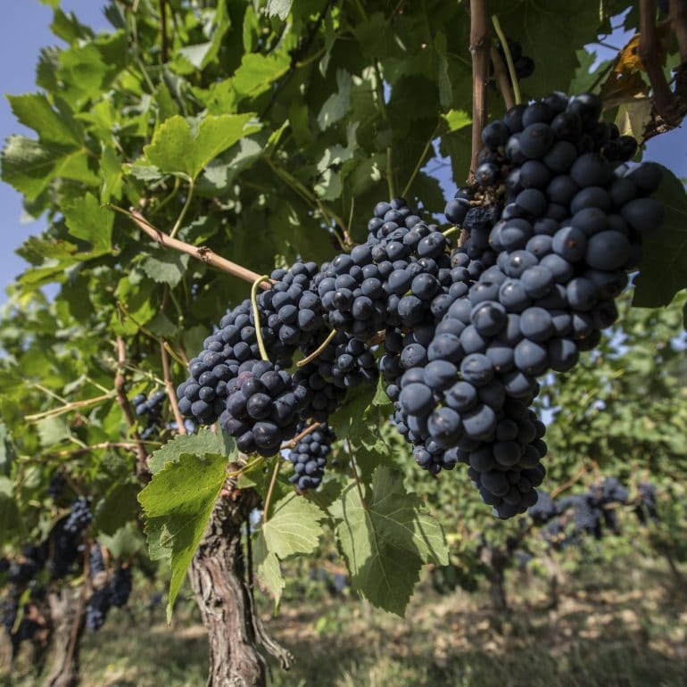 VIGNOBLE FRONTONNAIS
