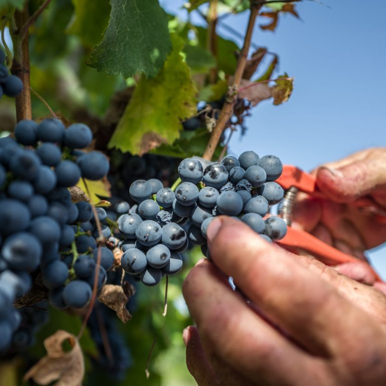 Vendange de la Négrette