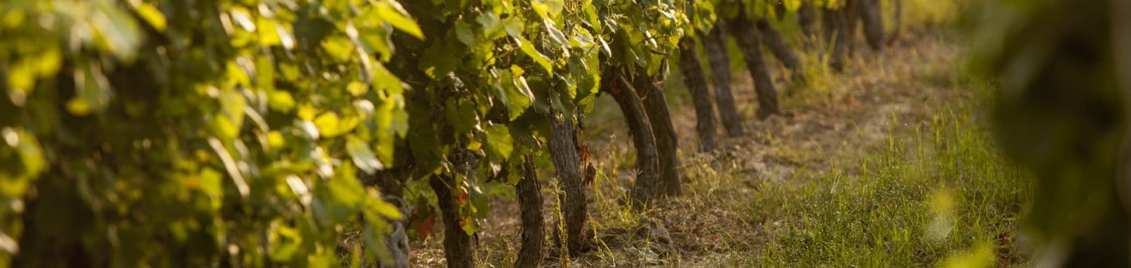 <strong>Découvrez</strong> d'autres expériences