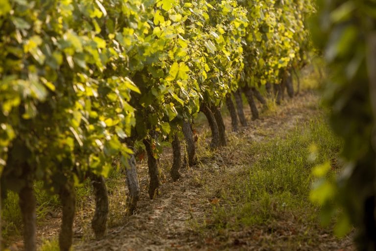 La vigne de l'AOP Fronton©Pierre Soissons